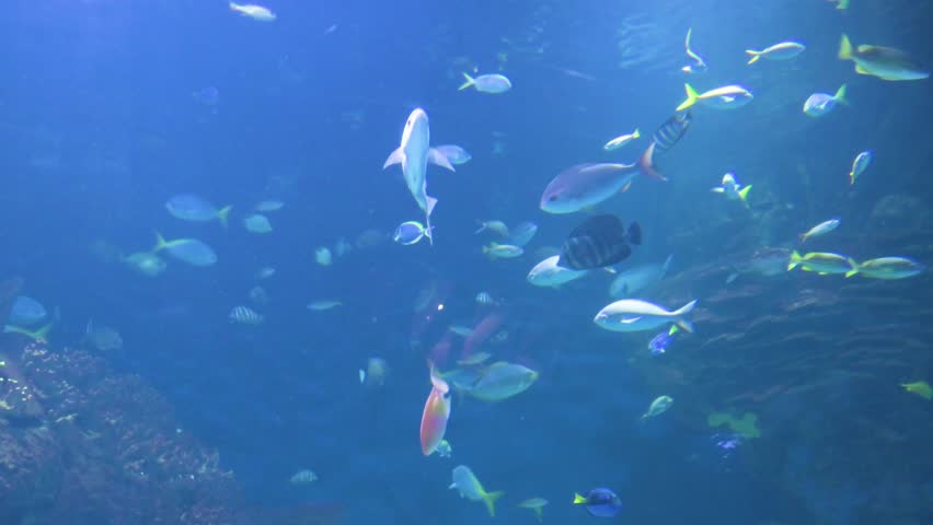 Visitors to the Oceanografic in the City of Arts and Sciences in Valencia can see hundreds of marine fish species. This destination is Europe’s largest oceanographic park, showcasing over 500 species.