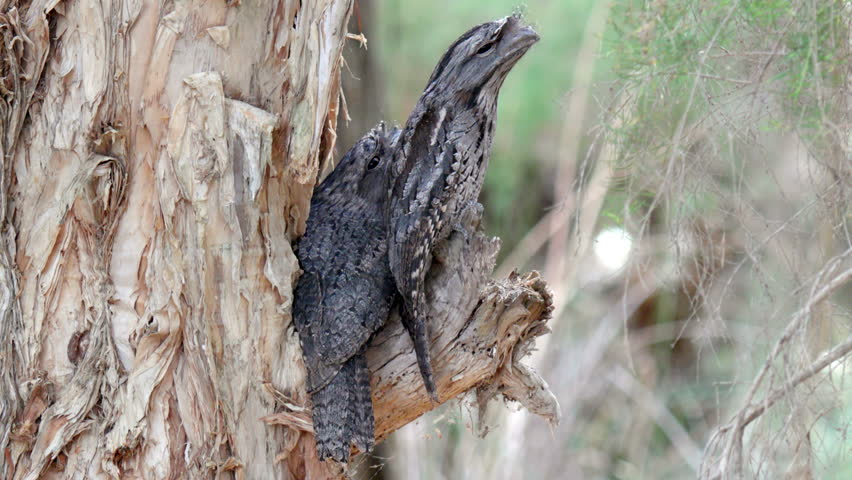 Pair of tawny frogmouth birds perched on a tree stump in Australia