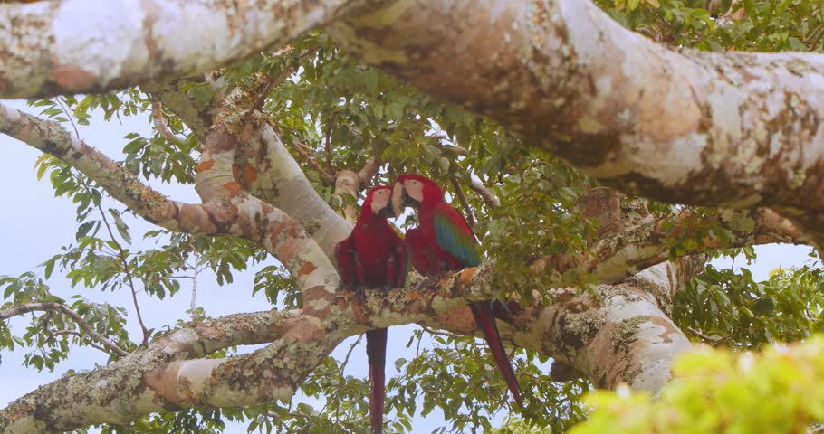 Romantic moment between green-winged macaws in the heart of Peru’s Amazon rainforest.