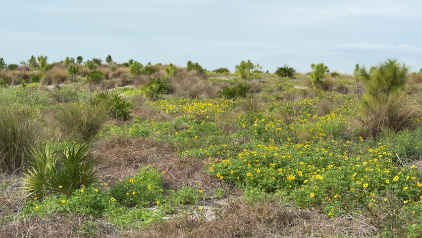 Pan right across scrubby slope with prolific west coast dune sunflower (binomial name: Helianthus debilis vestitus) near a hiking trail in a nature preserve along the Gulf Coast of southwest Florida