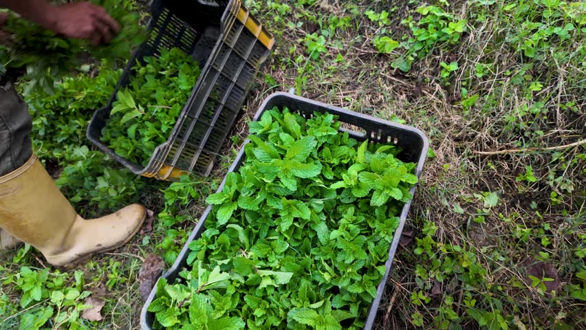 A close-up video of a farmer harvesting fresh mint leaves in Colonia Tovar, Venezuela. Highlights the process of herbal crop cultivation and the beauty of sustainable farming in a rural setting.