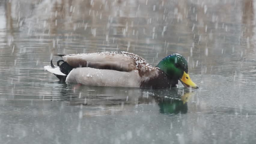Mallard Duck Swimming in Winter Ice-Covered Lake with Falling Snowflakes 