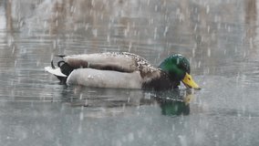 Mallard Duck Swimming in Winter Ice-Covered Lake with Falling Snowflakes  - Powered by Shutterstock - Get 15% off with code: PIKWIZARD15