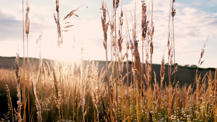 golden wheat sunset field. farming, agriculture farm. ears wheat field sky summer farm, under warm sun thick barley field, wheat field during sunset, agribusiness concepts, golden agricultural
