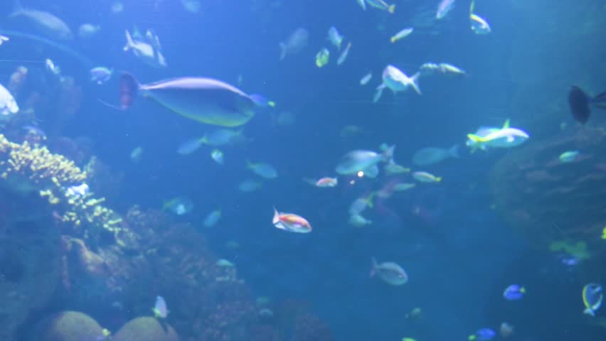 The Oceanografic, located in the City of Arts and Sciences in Valencia, showcases hundreds of marine fish species. It is Europe’s largest oceanographic park, boasting over 500 species.