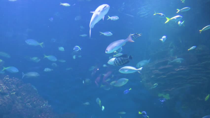 Hundreds of marine fish species can be found at the Oceanografic, which is situated in Valencia's City of Arts and Sciences. Home to over 500 species, it’s Europe’s largest oceanographic park.
