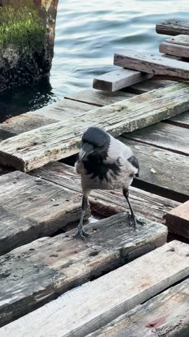 Mysterious Crow Waiting on the Pier