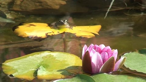 One pond frog jumps from his lily pad and another jumps in his place immediately.