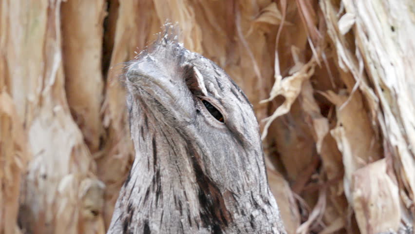 Very close view of a tawny frogmouth in a tree in slow motion