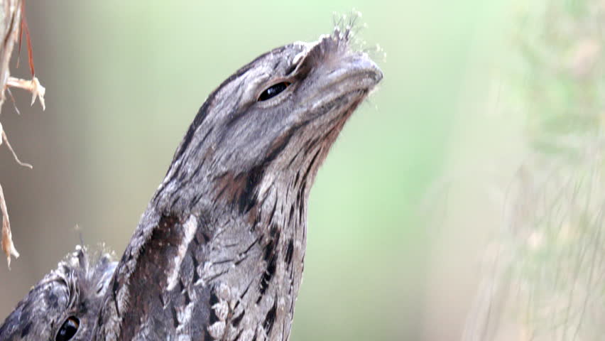Close up of tawny frogmouth head with bokeh background in slow motion