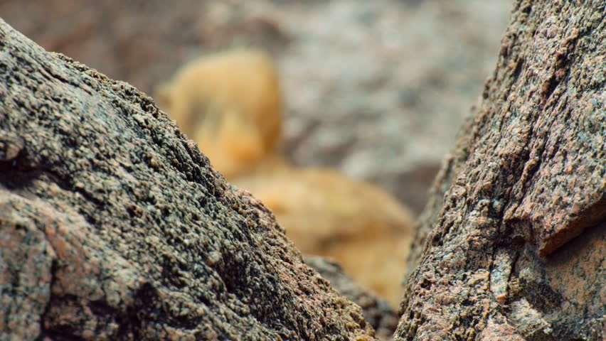 Close up of Lion