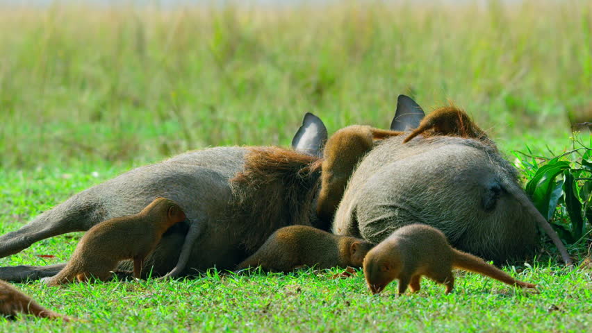Close up of Common Dwarf Mongoose (Helogale parvula) grooming and eating ticks on warthog