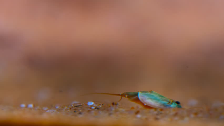 Close up of Tadpole shrimp (Triops cancriformis) swimming in a shallow pool habitat, African savannah, South Africa.