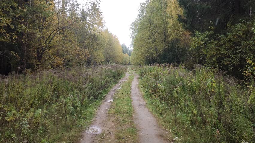 The dirt road, with tall grass on the sides, runs through a mixed forest. Deciduous trees with yellowed leaves grow along the road. The first snow is coming. There are puddles on the road. Overcast