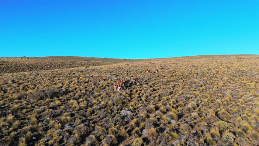 A group of guanacos grazing in the patagonian landscape of puerto madryn, chubut, argentina, aerial view