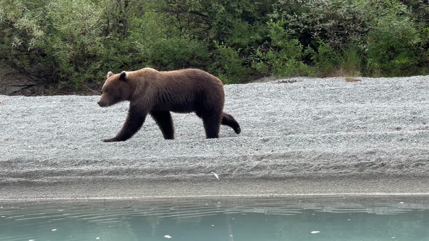 Alaska Brown Bear (Ursus arctos gyas) paces along Crescent Lake in Alaska