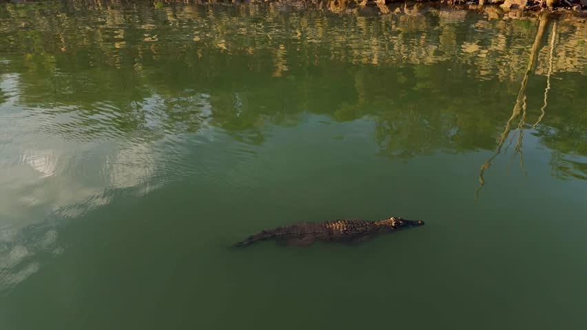 A large crocodile floating passively in a murky green river with bank and cloudy sky reflections in the water