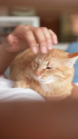 Vertical portrait of calm ginger cat lounging on lap of visitor pet cafe, relishing gentle stroking in cozy indoor setting, close-up. Concept of companionship and affection. Shooting in slow motion.