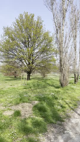 Big park  long alley tall naked trees in spring in Milan