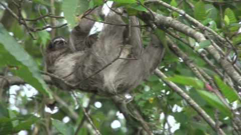 Cute little sloth and mother sloth climing a tree