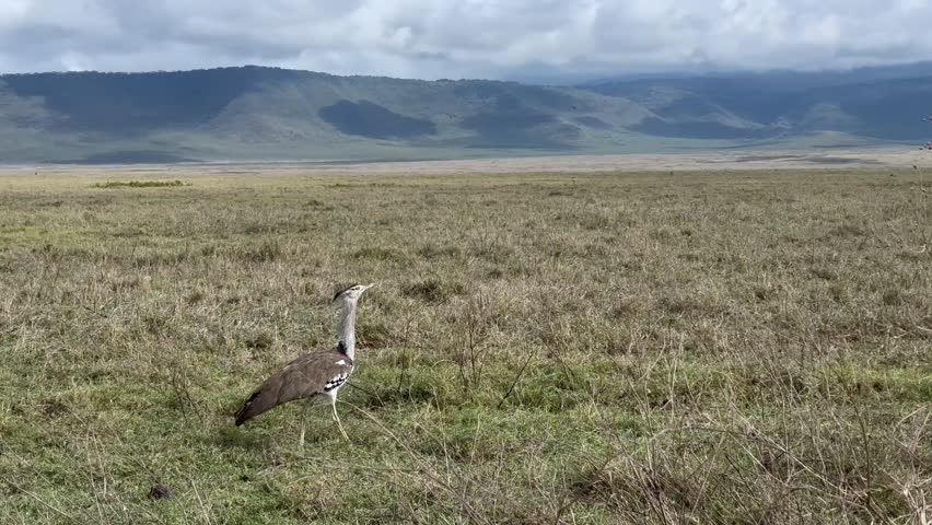 Kori bustard (Ardeotis kori) walking in Ngorongoro crater, Tanzania.