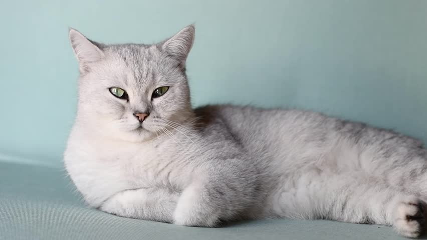 sleepy scottish straight gray kitten resting calmly on blue sofa in room with front paws folded, concept of comfort and warmth for pet, curiously looking at camera,