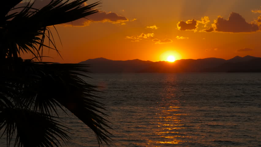 Sunset sun warming palm tree harbor. A view of tropical harbor silhouette by the waves during golden hours.