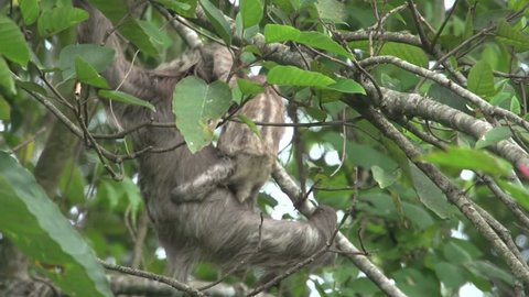 Mother and baby sloth moving down slowly in a tree