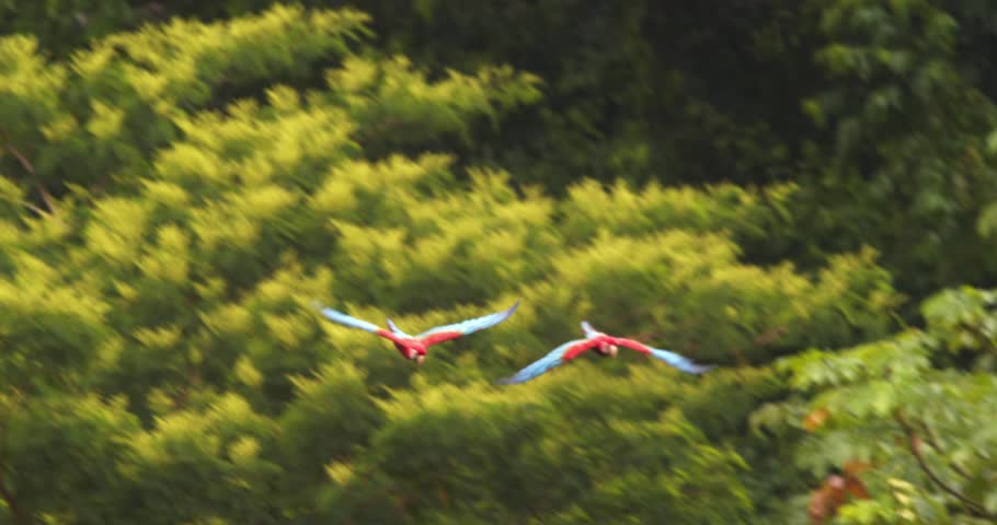 Small Flock of Green Winged macaw makes a noisy flight over the dense Amazon rain forest canopy