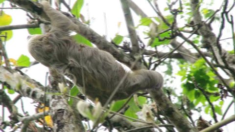 Sloth moving in a tree
