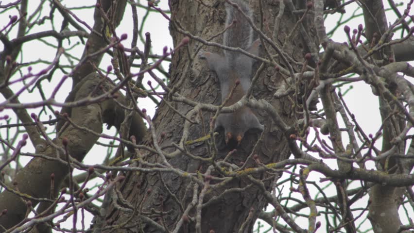 Grey Squirrel Climbing Down Tree Trunk Upside Down Into Hole In Trunk Close Up Overcast Winter UK England Hertfordshire Borehamwood