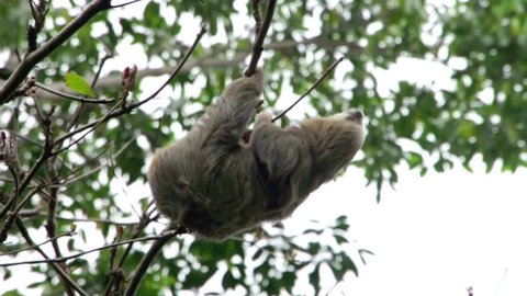 Sloth climing in a tree