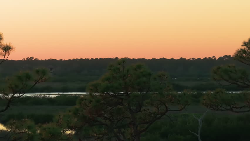 Florida wetlands with flocks of white egret and heron birds flying over green swamp vegetation between river waters. Wildlife in protected natural habitat