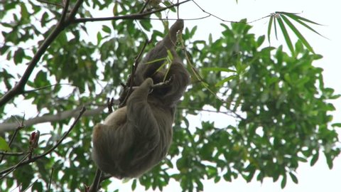 Two-toed sloth moving in tree