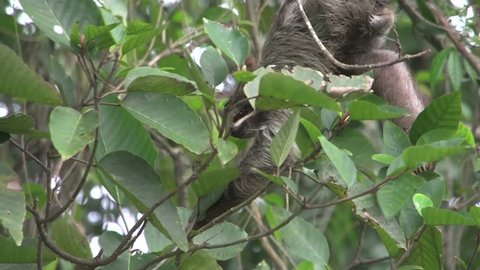Mother and baby sloth looking for food