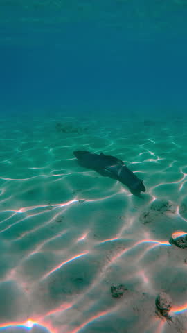 Vertical footage, Giant moray eel, Gymnothorax javanicus swims at full body length along the sandy seabed with coral rubble, in bright sunshine at noon, with sun glare, Back view