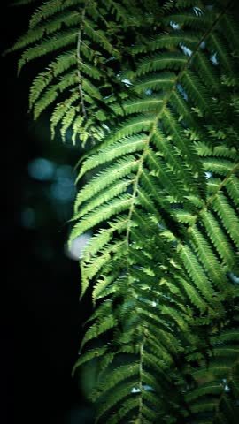 Close up Camera Shot of Fern Leaf