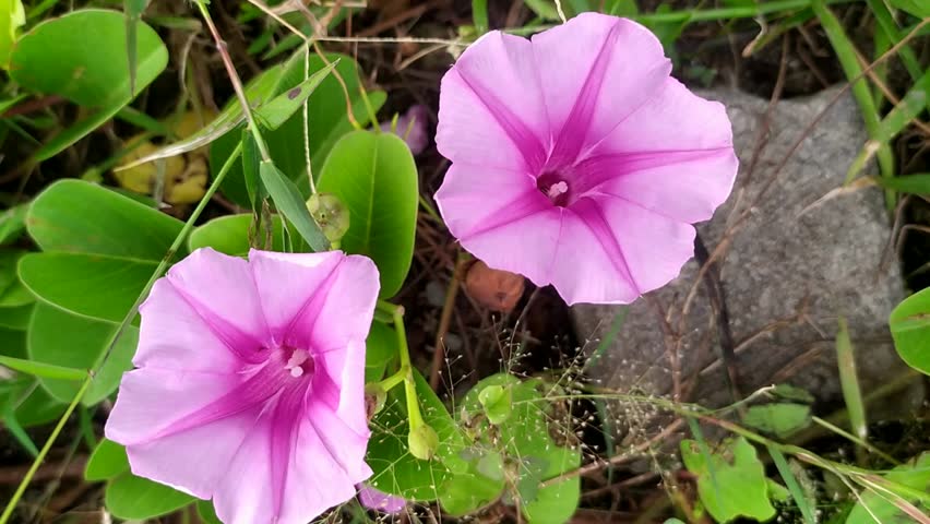 view of wild purple flowers