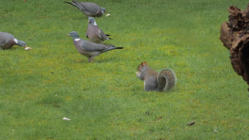 Grey Squirrel And Lots Of Pigeons Eating Bread In Garden Squirrel Runs Away Daytime UK Hertfordshire Borehamwood