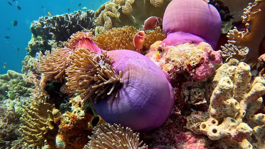 Pink anemonefish hide among tentacles of magnificent sea anemone.