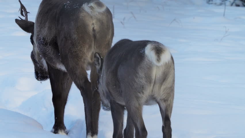 Cow and her calf, woodland caribou, walking through deep winter snow in Yukon, Canada. This scene showcases the enduring beauty of Arctic wildlife in their natural snowy habitat.