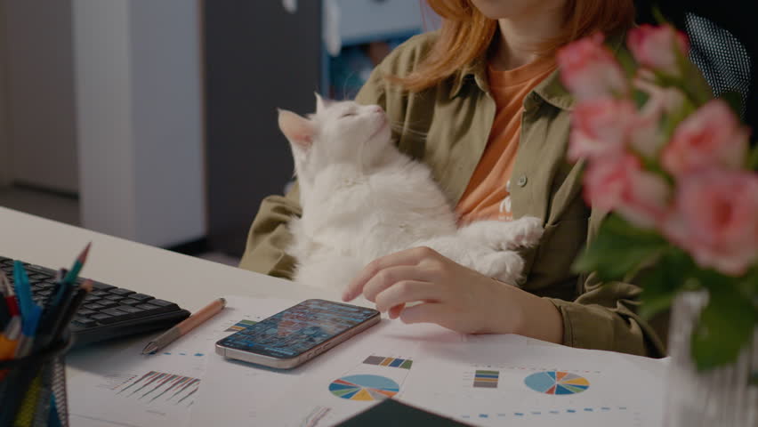 Professional businesswoman momentarily pausing from work, gently petting soft white cat while scrolling social media near computer workspace