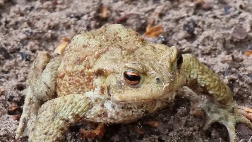 A brown toad sits on a pointed knee.