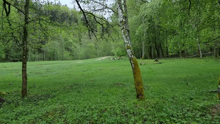 Sheep and goats swarm in the wild. Early spring day.
