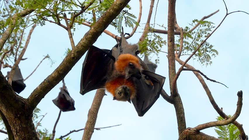 A mother Australian grey headed flying fox hangs from a tree with her baby bat, nestled in her wings hangs upside down from tree