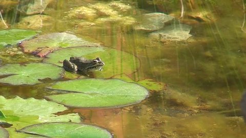 A frog sitting on a calm lily pad on a gentle pond is disturbed and jumps to safety
