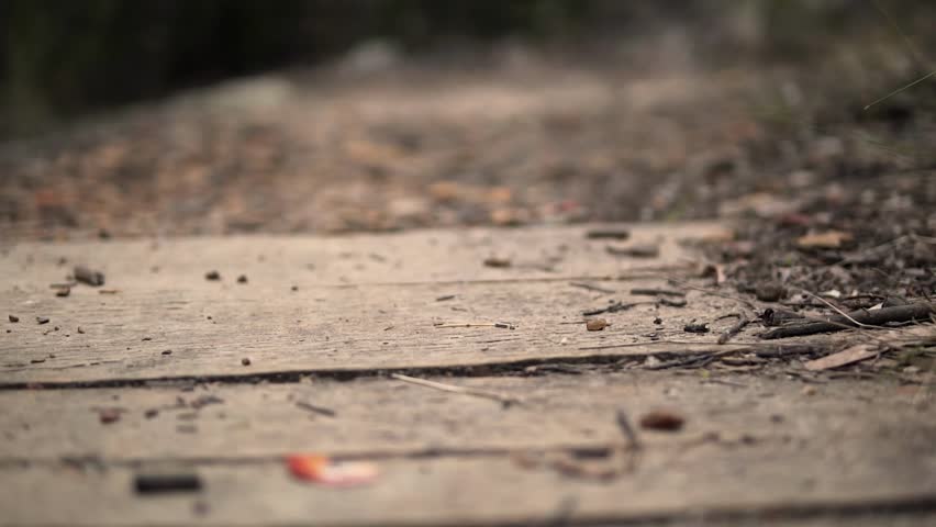 Boardwalk Through Bushland With Dirt. closeup, pullback rack focus