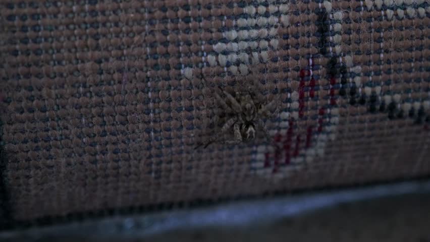 Close up of a spider slowly moving across the rough underside of a rolled textile carpet, gripping the woven fabric texture with its long legs.