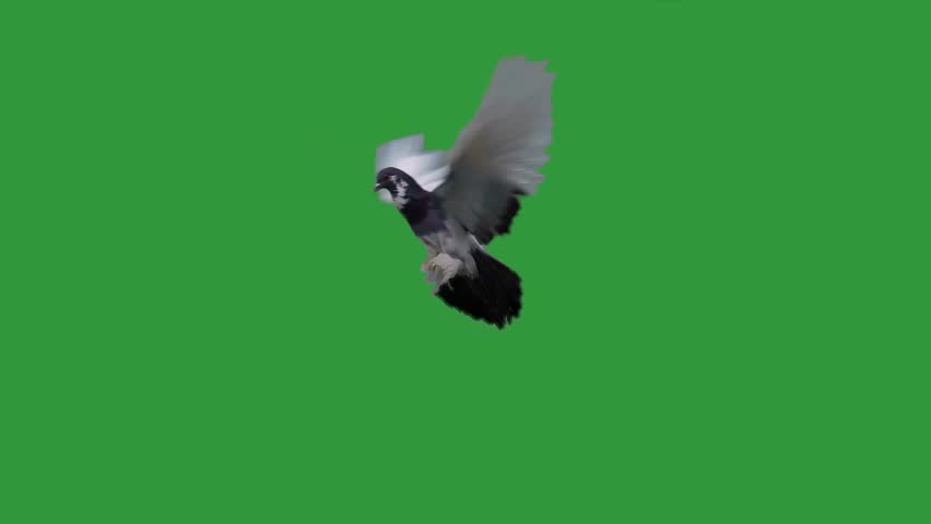 dove in flight flaps wings on green screen slow motion