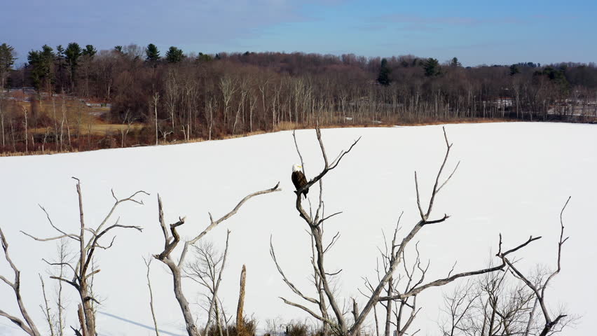 A majestic bald eagle perches on a bare tree overlooking the frozen Mohansic Lake in Yorktown Heights, NY. A serene winter scene with a clear blue sky.